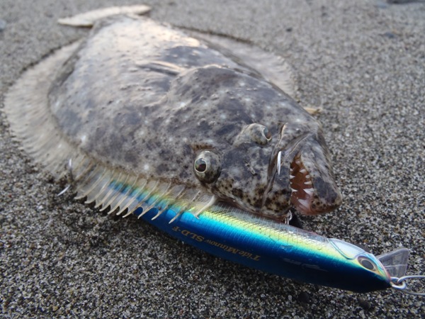 高木 孝｜New lure's - スタッフレポート｜DUO International