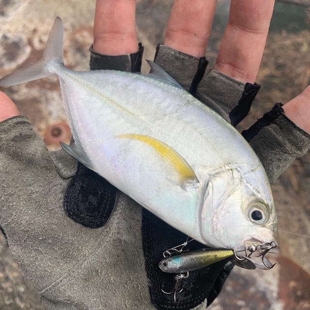 佐藤 直樹｜今年はメッキゲームが好調！テトラワークスで熱いライト