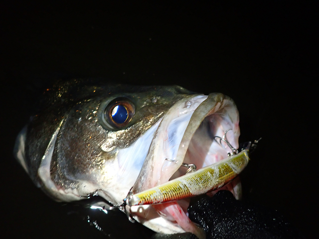 荻野 憲司（矢七）｜SLDの線の釣り - スタッフレポート｜DUO