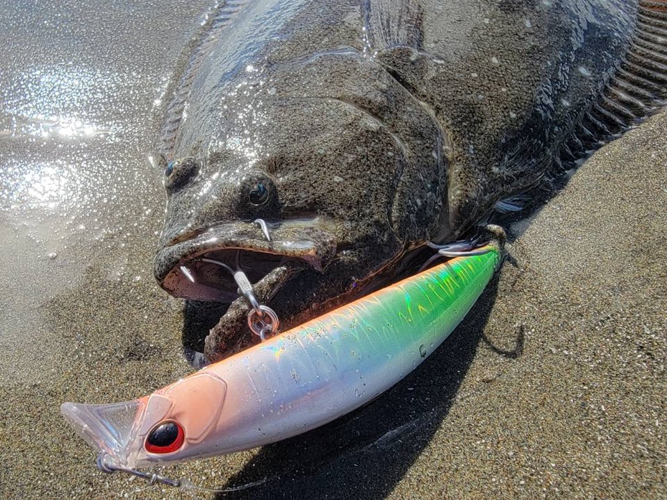 Beach Walker Axcion - SALT｜製品情報｜DUO International / ルアー